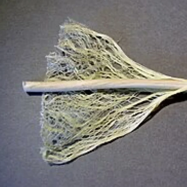 La canapa